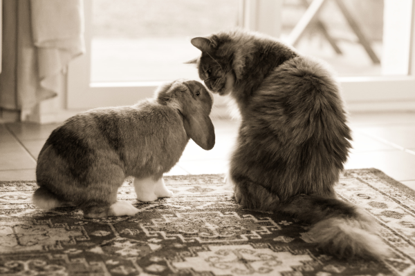 chat avec lapin